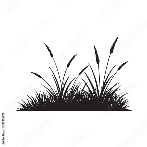 Black silhouette of tall grass and reeds isolated on white background silhouette
