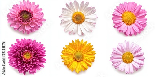 Six colorful flowers, isolated on white