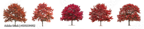 Autumnal Red Maple Tree Collection: A vibrant display of fall foliage showcasing five distinct red maple trees in their autumn glory.