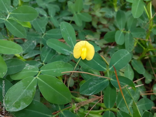 Photography Kacang hias (Arachis pintoi) or Pinto peanut is a forage plant native to Cerrado vegetation in Brazil