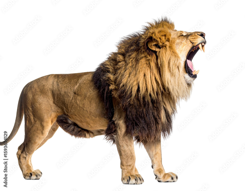 Obraz premium Side Profile of Roaring Lion with Open Mouth, Isolated on White Background