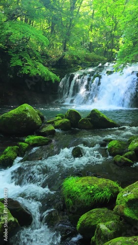 vertical video of waterfall in the green forest