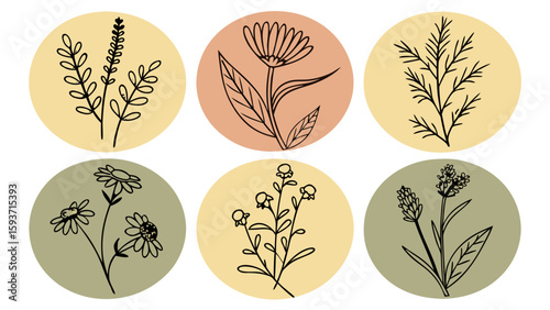 Bohemian botanical illustrations in earthy tones