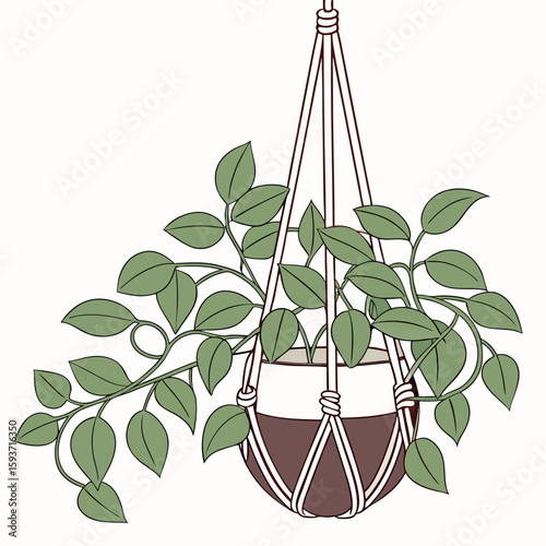 Green hanging plant in a macrame pot