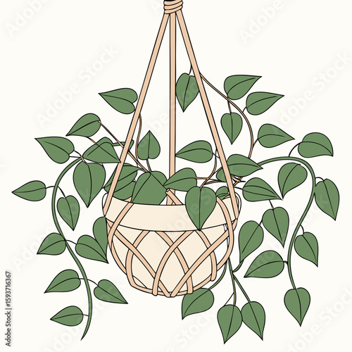 Green hanging plant in a macrame holder