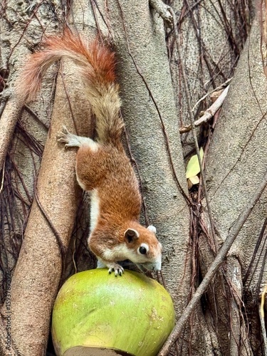 squirrel in tree