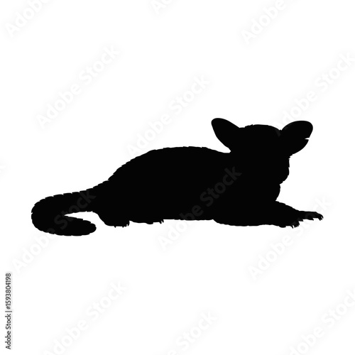 Chinchilla resting on white background rodent animal