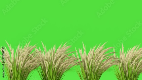 3D animated tall grass with feathery plumes on a green screen. Ideal for natural environments, landscape scenes, or outdoor overlays. Usable for film, commercials, and digital content.