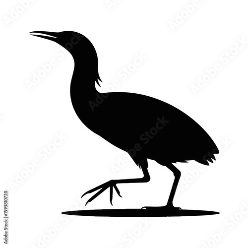Heron Standing on White Background bird wading bird