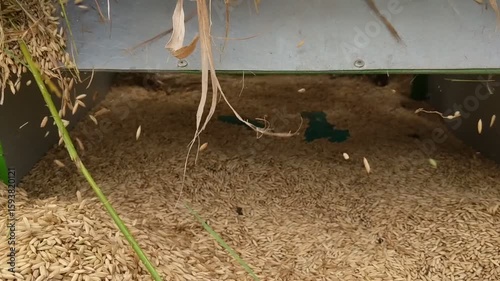 A close-up captures a collection of dry, golden rice husks mixed with straw stalks and some grains scattered on a rough surface, possibly after harvesting or processing.
