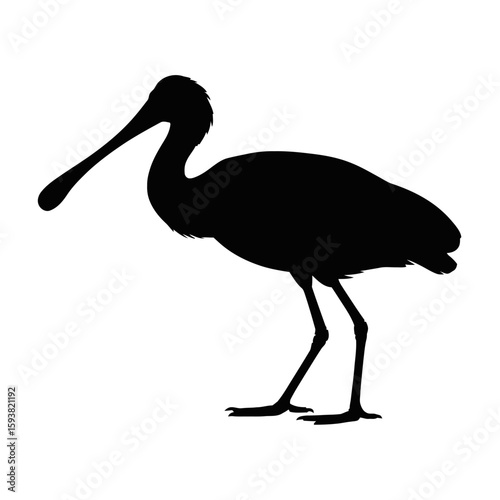Spoonbill bird standing wading bird wildlife