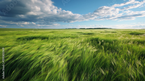Green Grass Field under Blue Sky  
