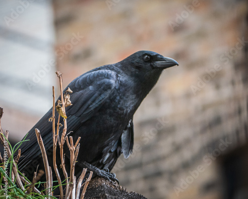 Crow in the city 