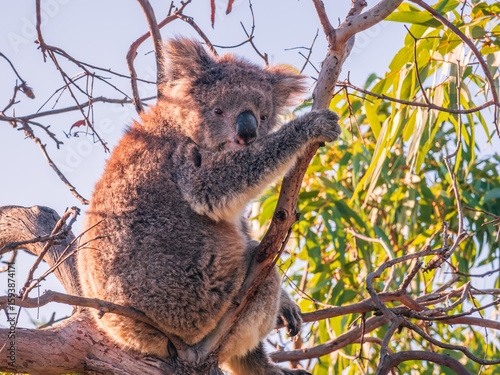 Photography Koala in Gum Tree