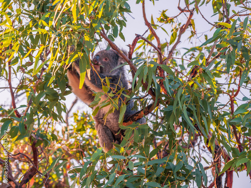 Canvas Print Koala in Gum Tree