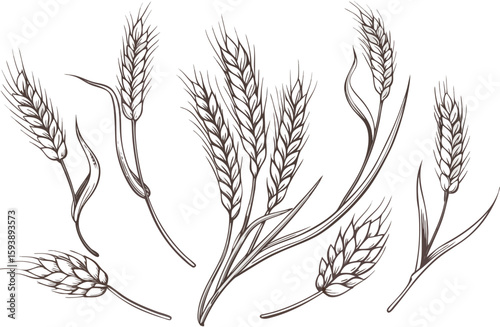 Grains plants and cereal, rye barley and wheat ear spikes. Bakery food concept. Hand drawn sketch vector illustration
