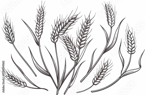 Grains plants and cereal, rye barley and wheat ear spikes. Bakery food concept. Hand drawn sketch vector illustration