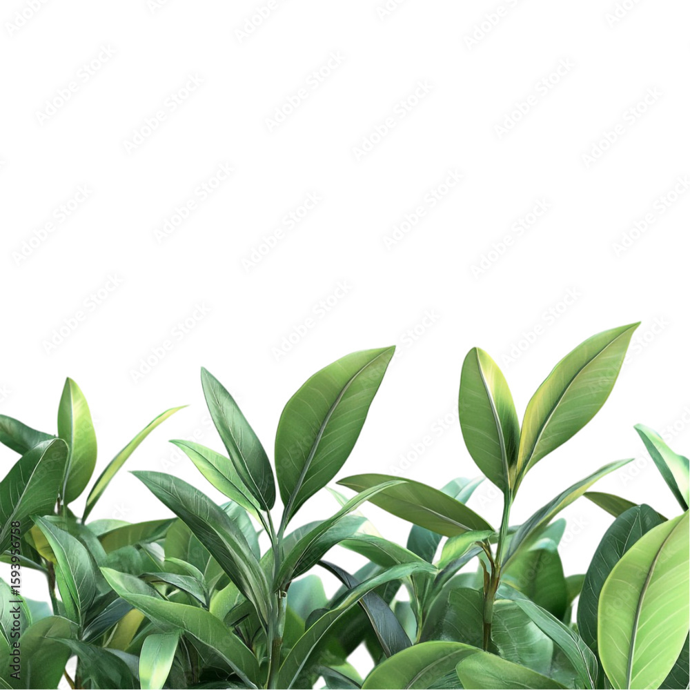 Fototapeta premium Lush Green Ficus Plants Vibrant Tropical Foliage Nature's Serenity