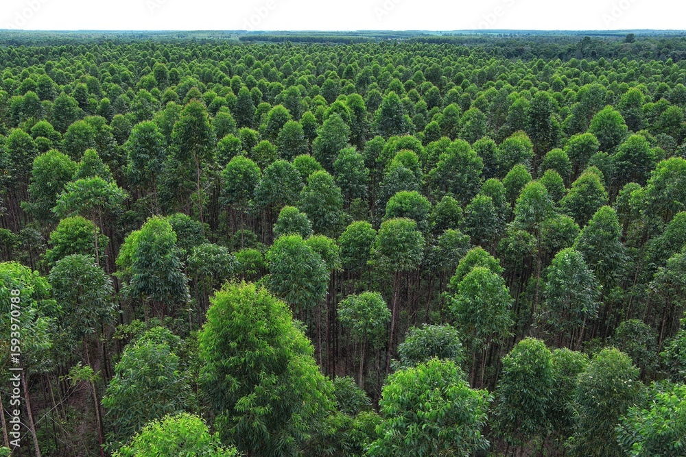 Naklejka premium Overhead perspective of eucalyptus tree canopy in a structured industrial plantation, reflecting growth, order, and eco-friendly land use.