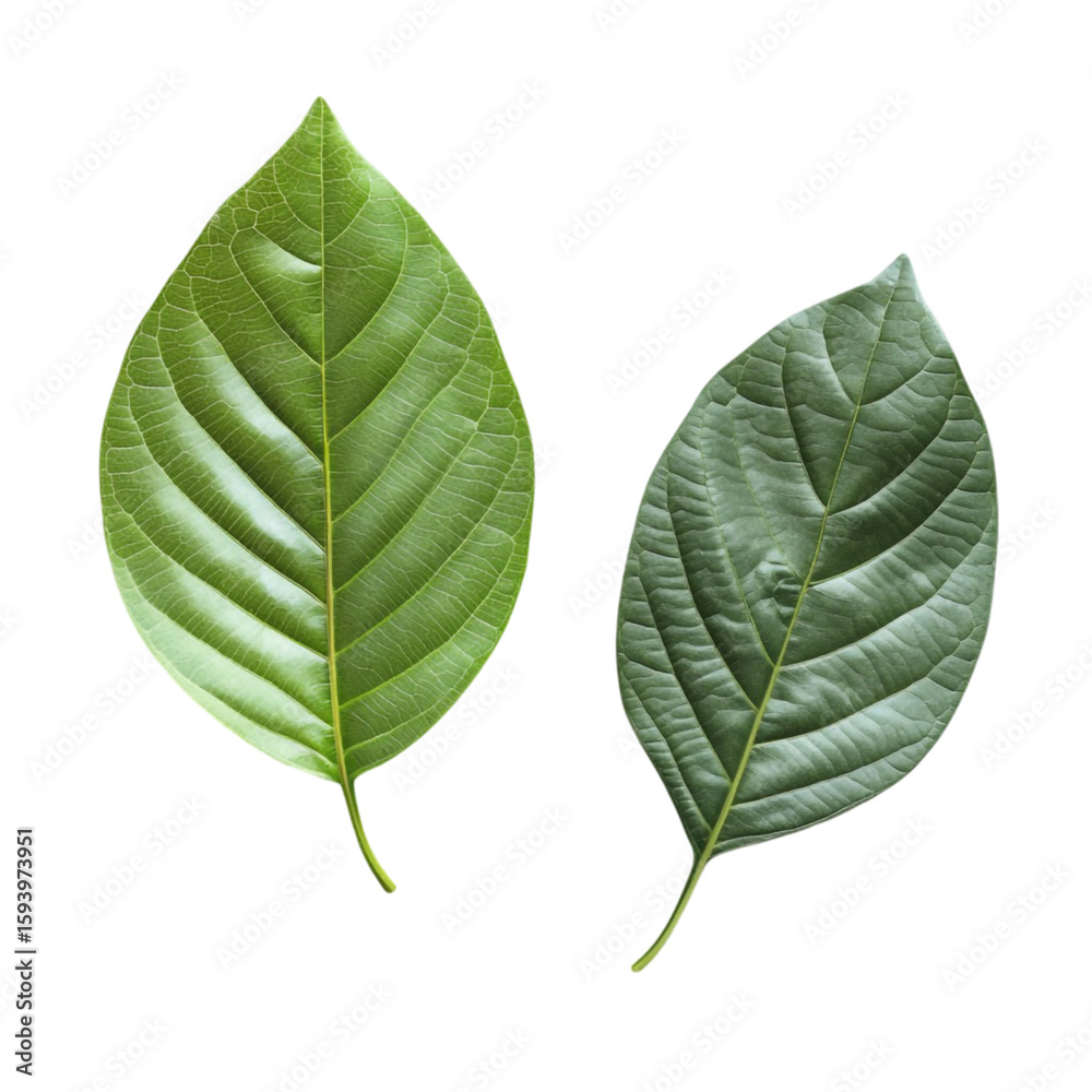 Obraz premium Vibrant Green Leaves Nature's Serenity Abstract Art
