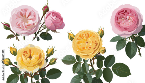 Pink and Yellow Roses with Buds and Green Leaves Isolated on White Background
