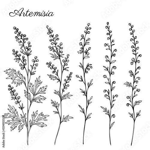 Artemisia absinthium, hand drawn vector ink sketch isolated on white, Also called absinthium absinthe wormwood, common wormwood, Wormwood herb, Absinthe plant, Doodle Healing herbs line art