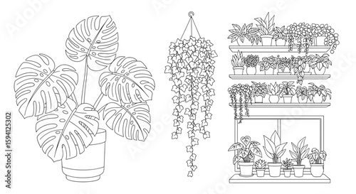 Assortment of potted plants including monstera, ivy, and various plants on shelves near a window