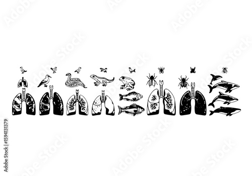 Comprehensive vector illustrations featuring various respiratory systems and lung organs of a wide variety of animal species, including humans, birds, reptiles, fish, insects, spide,penguins and birds