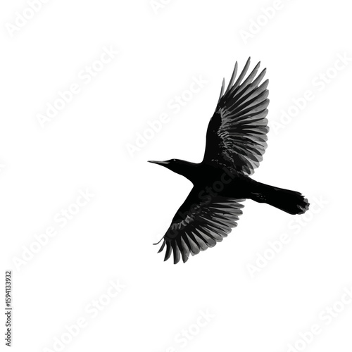 Silhouette of a Flying Bird with Wings Fully Spread on White Background

