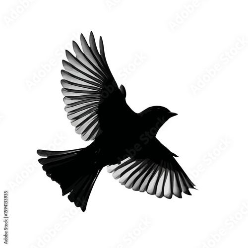 Silhouette of a Flying Bird with Wings Fully Spread on White Background

