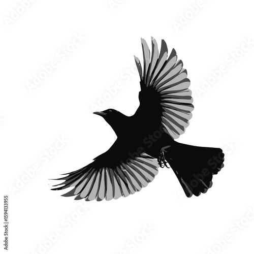 Silhouette of a Flying Bird with Wings Fully Spread on White Background

