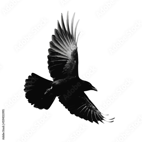 Silhouette of a Flying Bird with Wings Fully Spread on White Background

