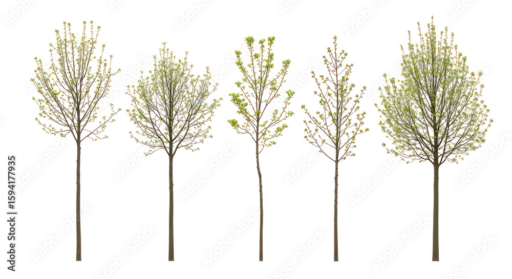 Obraz premium Young spring trees with fresh green buds on transparent background