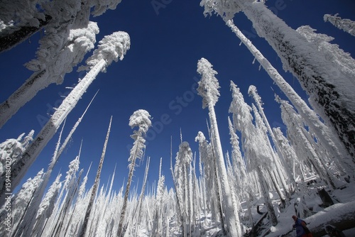 Snowy forest, ice-covered trees, bright blue sky