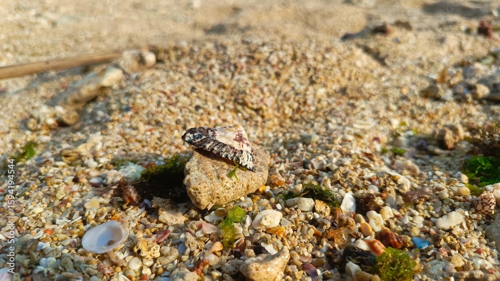 A Detailed Close-up of a Seashell Resting on Sand with Grains and Small Stones A Detailed Close-up of a Seashell Resting on Sand with Grains and Small Stones