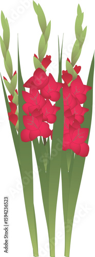 グラジオラス赤