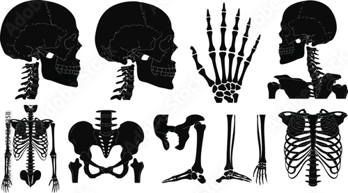 Black Silhouette Skeletal Anatomy Skulls, Ribcage, Spine, Pelvis, Hand, and Leg Bones Isolated on White