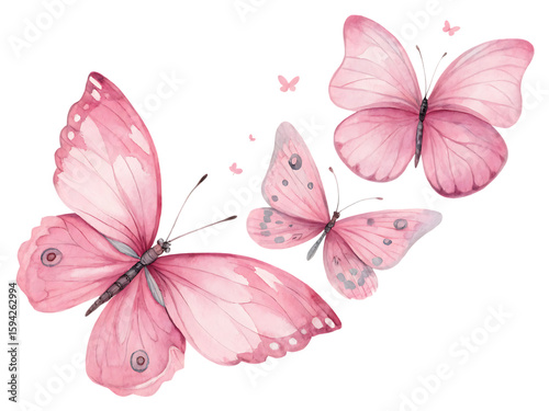  pink butterflies in watercolor style isolated on background white