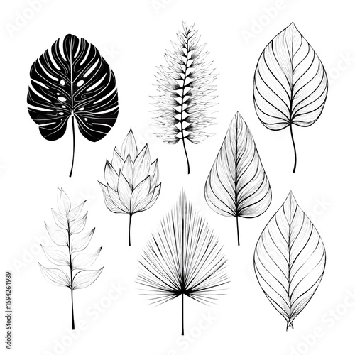 Black and White Botanical Leaf Illustrations on Transparent Background