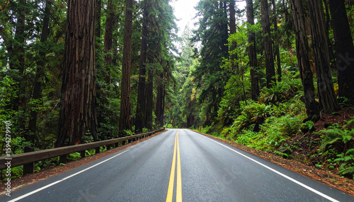 highway surrounded by towering redwood trees in Redwood National and State Parks, California. Peaceful empty road stretches into the lush green forest. Nature travel concept, no vehicles visible