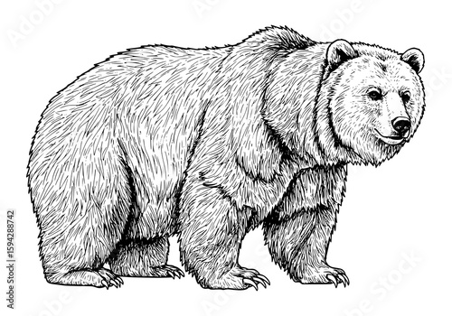 Detailed sketch of a powerful grizzly bear standing majestically, ideal for wildlife projects, educational materials, or nature-themed designs.