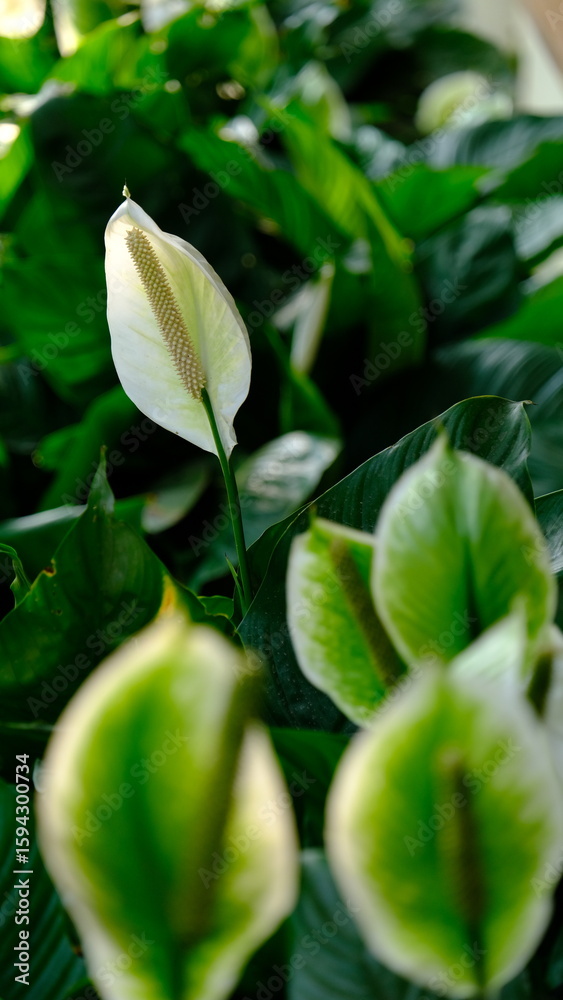 Obraz premium Spatifilium flower, green leaves texture and background