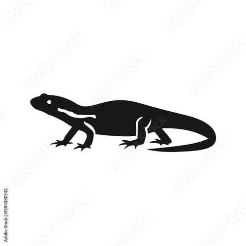 newt lizard on white background
