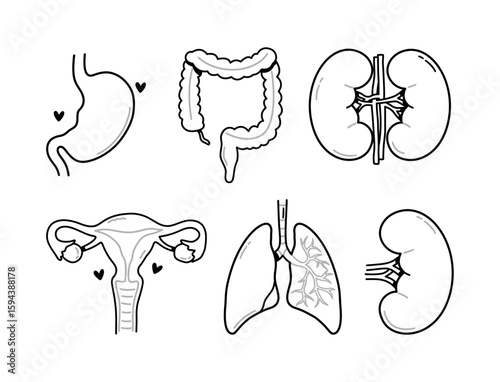 human internal organ illustration outline vector