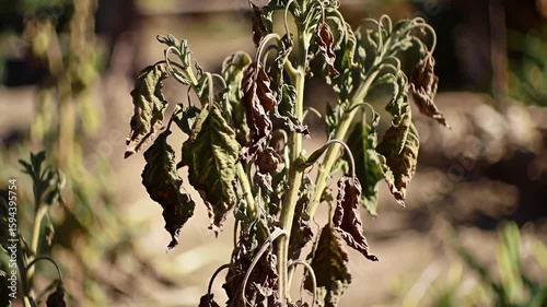 A wilting plant displays browning, dying leaves against a soft, blurred background