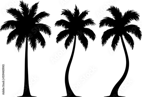 Three tall palm trees standing against a white background silhouette