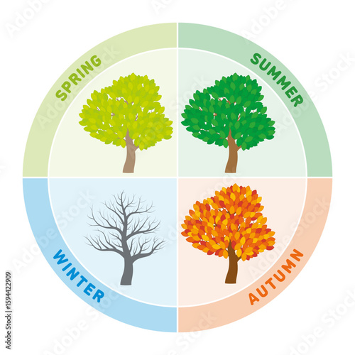 The four seasons represented by changing tree foliages. Multi colored annual cycle and wheel of the year, showing the annual transitions from spring, to summer, autumn or also fall, and to winter.