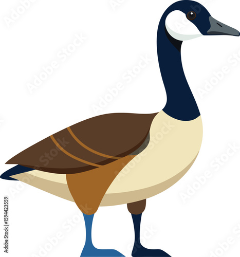 Realistic Canada Goose Vector Illustration Detailed Bird Artwork Design