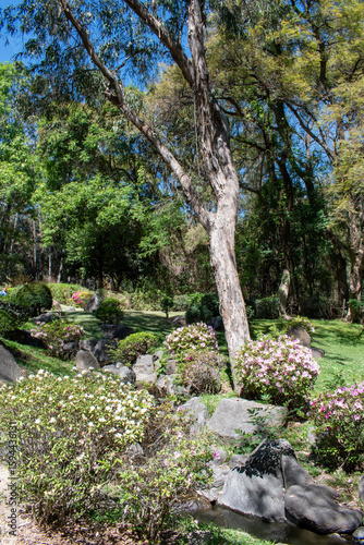 Lush vertical scene of trees, rocks and flowering plants in the Japanese garden at Colomos Forest, Mexico