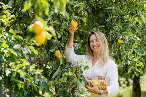 Portrait of cheerful woman picking ripe yellow lemons from tree while holding basket filled with citrus fruit. organic farming, healthy lifestyle, local produce, and sustainable agriculture.